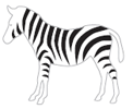 zebra