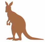 kangaroo