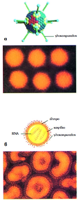 Εικόνα 1.7: α) αδενοϊός, β) ιός γρίπης