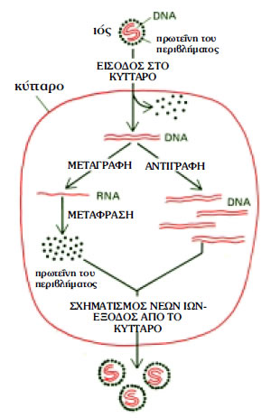 Εικόνα 1.8: Πολλαπλασιασμός ιού DNA