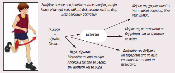 Αερόβια διαδικασία και αερόβιες μεταβολές