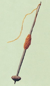 1. Σφονδύλι σε αδράχτι (αναπαράσταση).