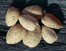 2. Τροφές των πρώτων ανθρώπων.