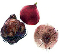 2. Τροφές των πρώτων ανθρώπων.