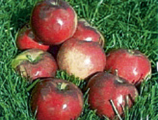 2. Τροφές των πρώτων ανθρώπων.