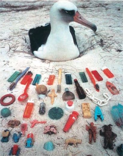 Πλαστικά σκουπίδια που βρέθηκαν μέσα </em><em>στη φωλιά ενός πουλιού. Tα είχε ψαρέψει</em> <em>για να τη φτιάξει με αυτά.