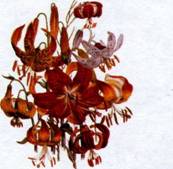 image39