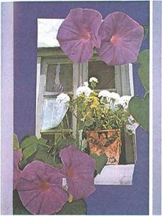 Οδ. Ελύτης (Κολλάζ)