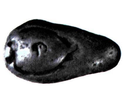 Αργυρό νόμισμα της Αίγινας με παράσταση χελώνας (600 π.Χ.). (Αθήνα, Νομισματικό Μουσείο)