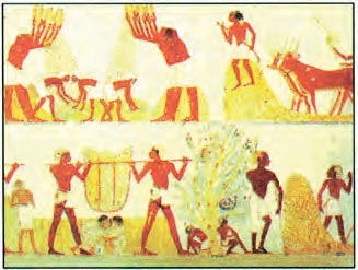 Αναπαράσταση τοιχογραφίας που απεικονίζει εργασίες θερισμού. Από τάφο της Θήβας.