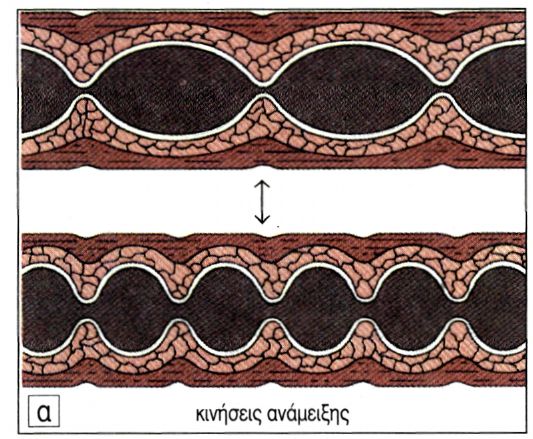 εικ. 2.2 Κινήσεις του εντέρου (α) κινήσεις ανάμειξης (β) περισταλτική κίνηση