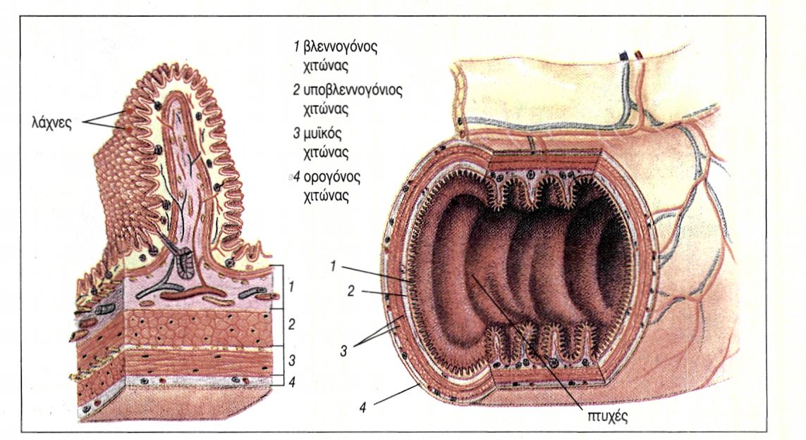 εικ. 2.3 Στιβάδες του γαστρεντερικού σωλήνα