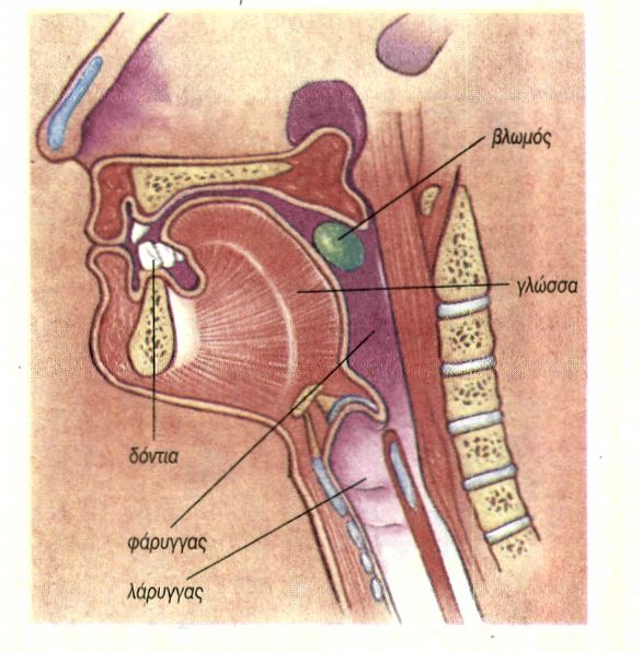  εικ. 2.4 Στοματική κοιλότητα