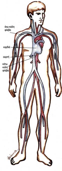 εικ. 3.13 Το κυκλοφορικό σύστημα του ανθρώπου