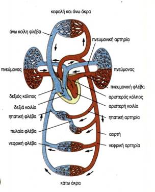 εικ. 3.13 Το κυκλοφορικό σύστημα του ανθρώπου
