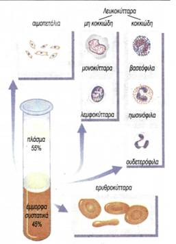 εικ. 3.15 Σύσταση του αίματος