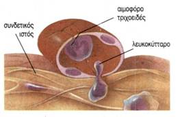εικ. 3.18 Τα λευκοκύτταρα έχουν την ικανότητα να