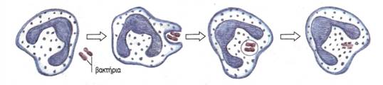 εικ. 3.19 Φαγοκυττάρωση