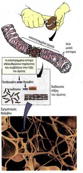 εικ. 3.20 Στάδια πήξης του αίματος