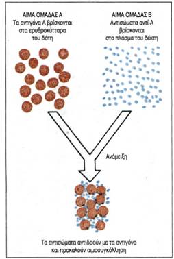 εικ. 3.21 Αιμοσυγκόλληση