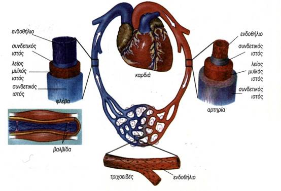 εικ. 3.7 Δομή αιμοφόρων αγγείων