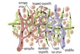 εικ. 4.2 λεμφαγγεία