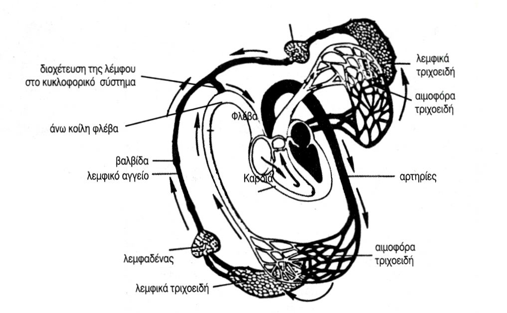 εικ. 4.3 Σχηματική παράσταση της σχέσης ανάμεσα