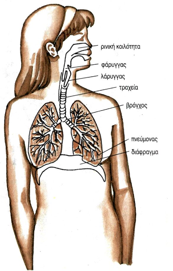 εικ. 5.1 Η αναπνευστική οδός