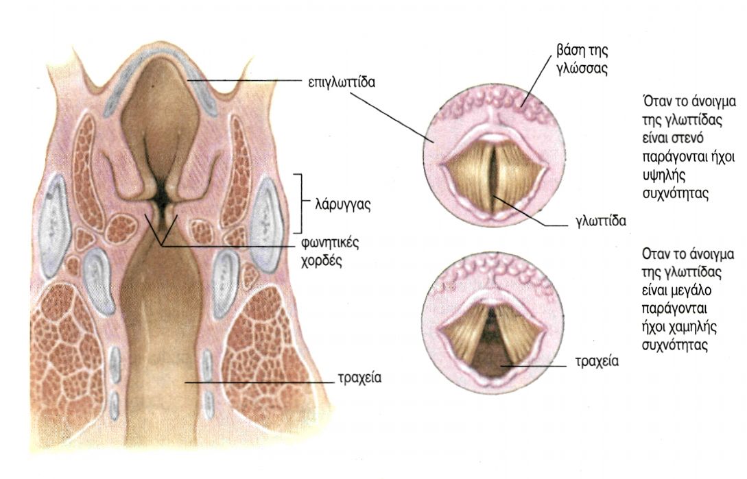 Εικόνα 5.2 Επιμήκης διατομή του λάρυγγα. Εγκάρσια διατομή του λάρυγγα