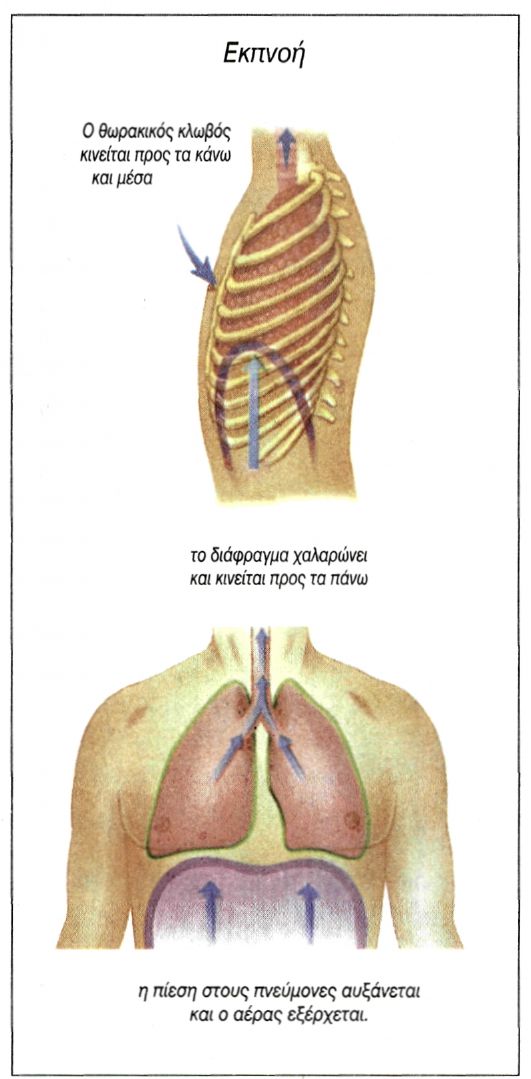 εικ. 5.4 Ο μηχανισμός της εκπνοής