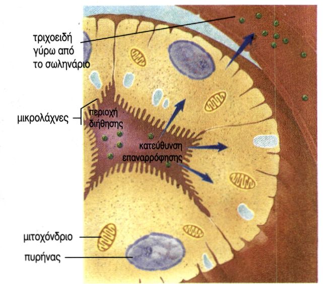 εικ. 6.8 Το πρώτο σπειροειδές τμήμα του νεφρώνα σε τομή