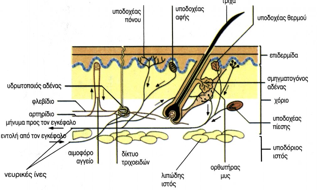 εικ. 6.12 Δομή του δέρματος