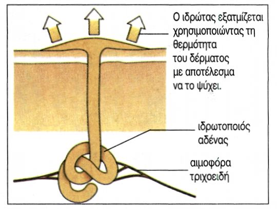 εικ. 6.13 Εφίδρωση
