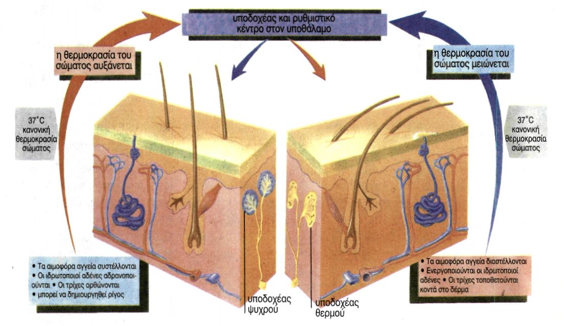 εικ. 6.15 Ο ρόλος του δέρματος στη ρύθμιση της θερμοκρασίας του σώματος