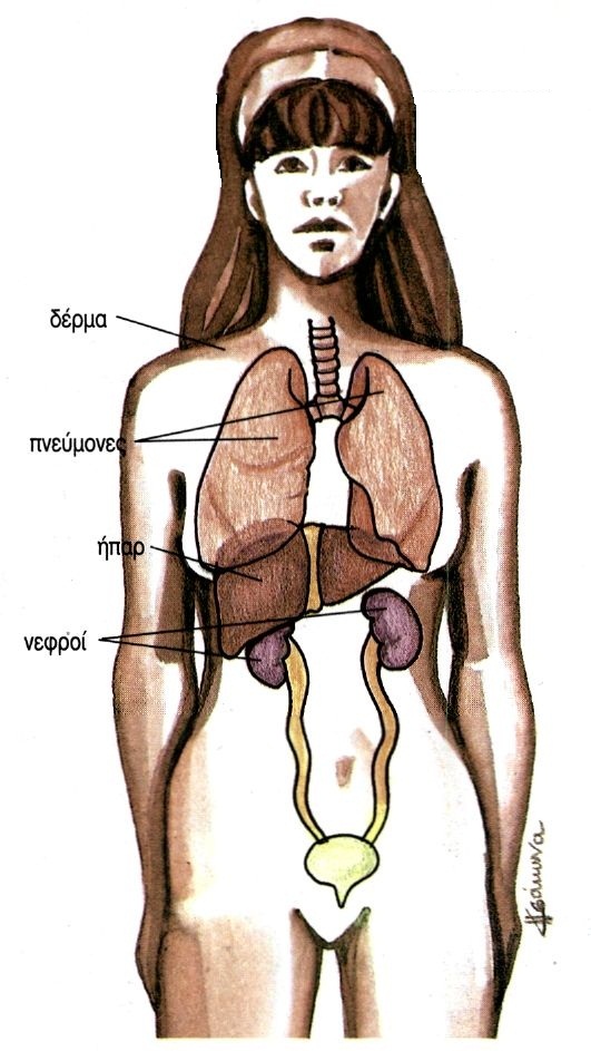 εικ. 6.1 Όργανα απέκκρισης