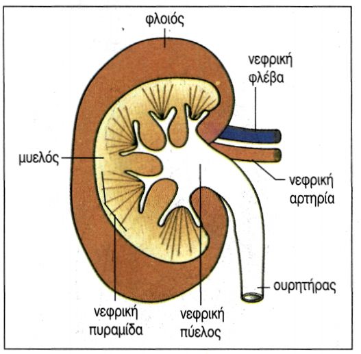 εικ. 6.3 Τομή νεφρού