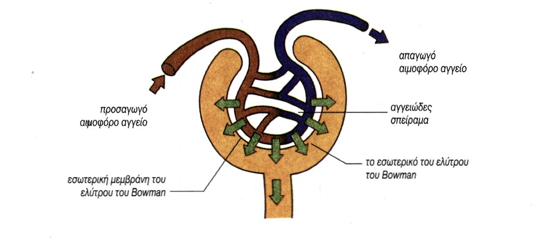 εικ. 6.6 Διήθηση μεταξύ αγγειώδους σπειράματος και ελύτρου του Bowman