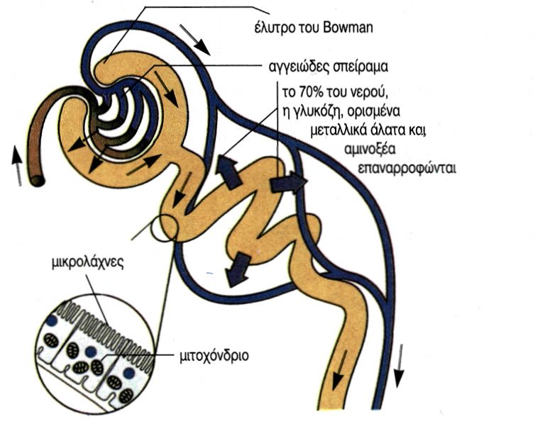 Το πρώτο τμήμα του νεφρώνα, όπου διακρίνεται σε μεγέθυνση το εσωτερικό τοίχωμα του πρώτου σπειροειδούς τμήματος του νεφρώνα