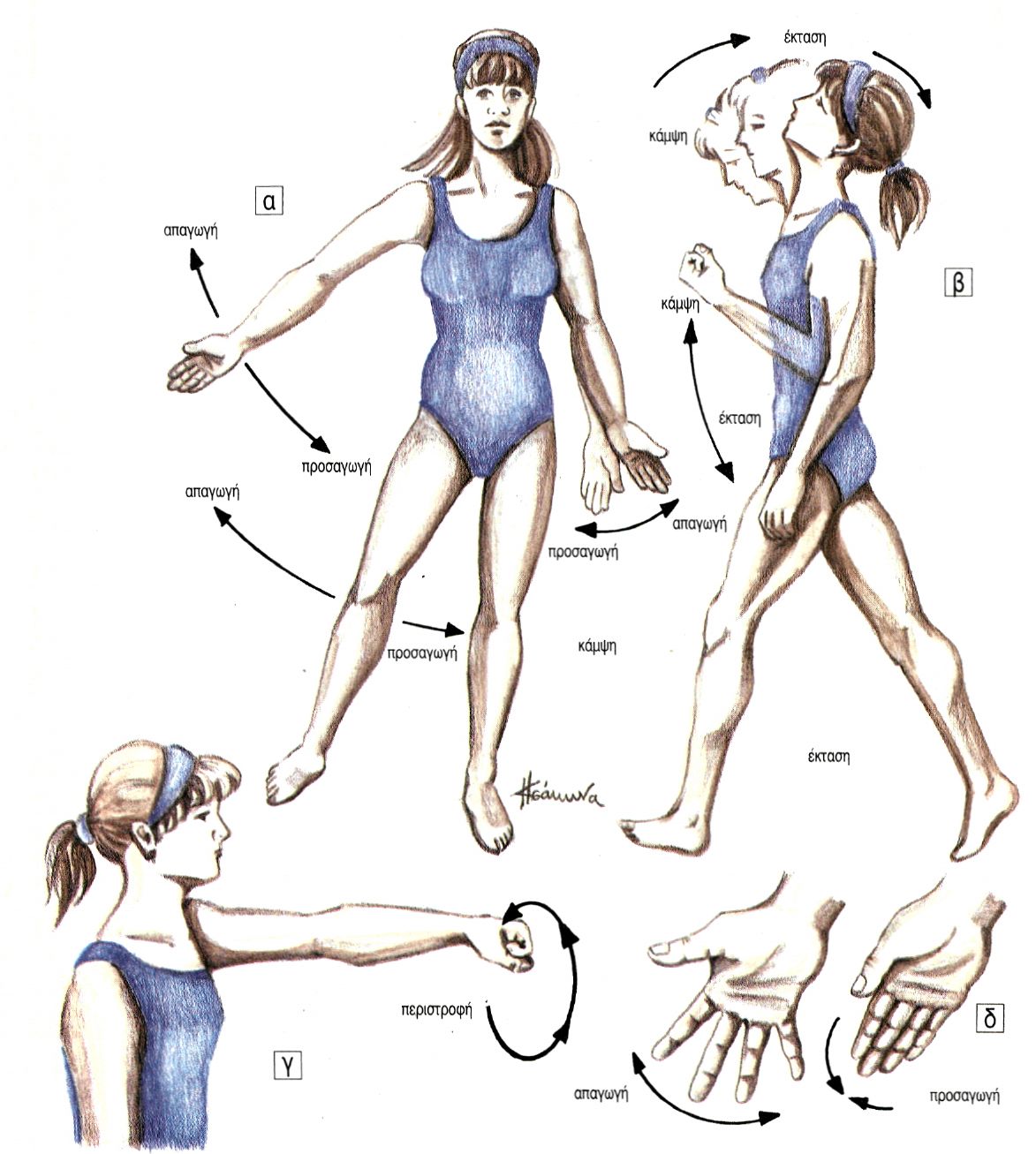 εικ. 7.9 Κινήσεις διάρθρωσης