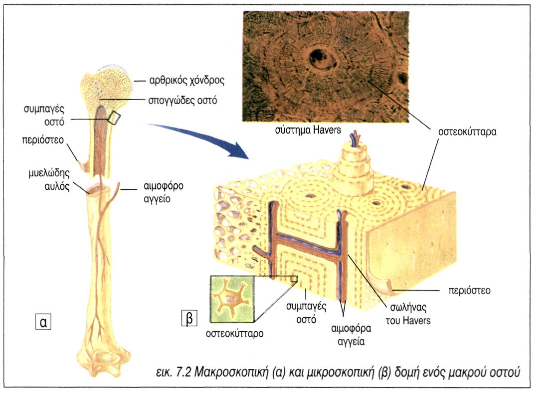7.2 μακροσοπική