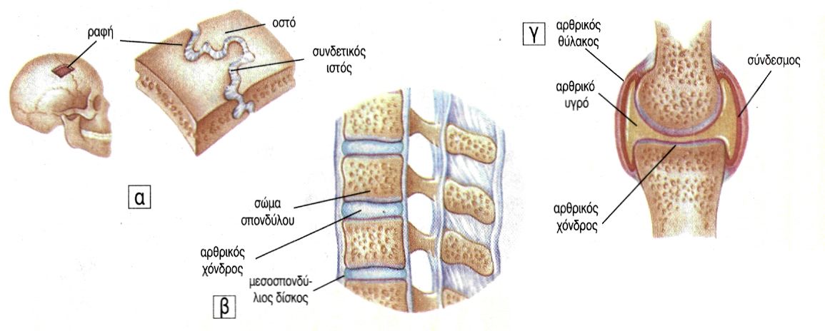 εικ. 7.8 Είδη αρθρώσεων α. Συνάρθρωση