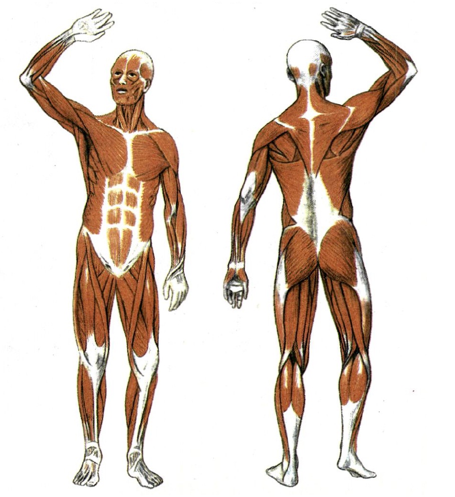 εικ. 8.1 Σκελετικοί μύες