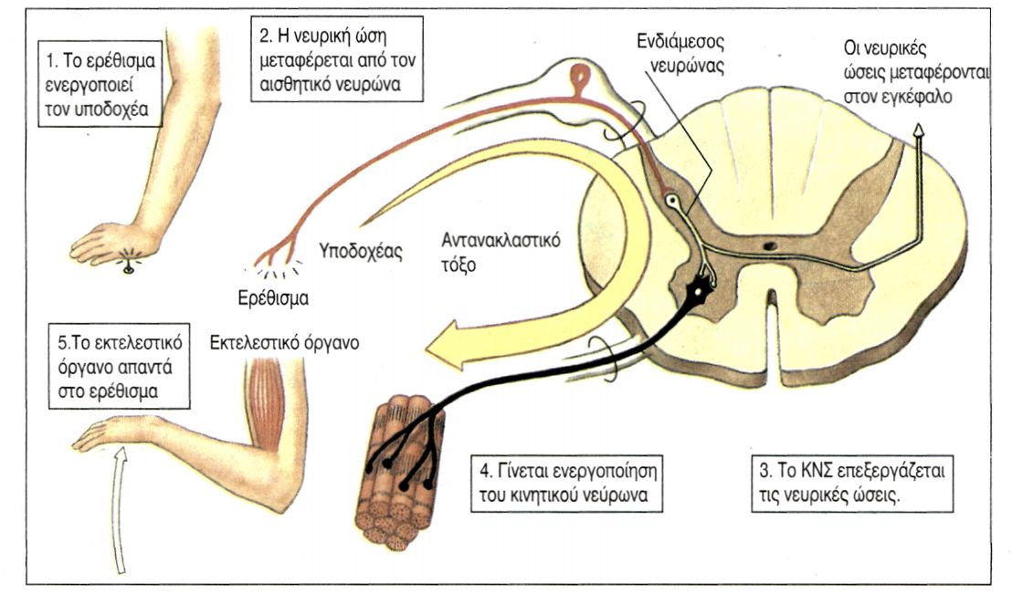 εικ 9.8 Αντανακλαστικό τόξο