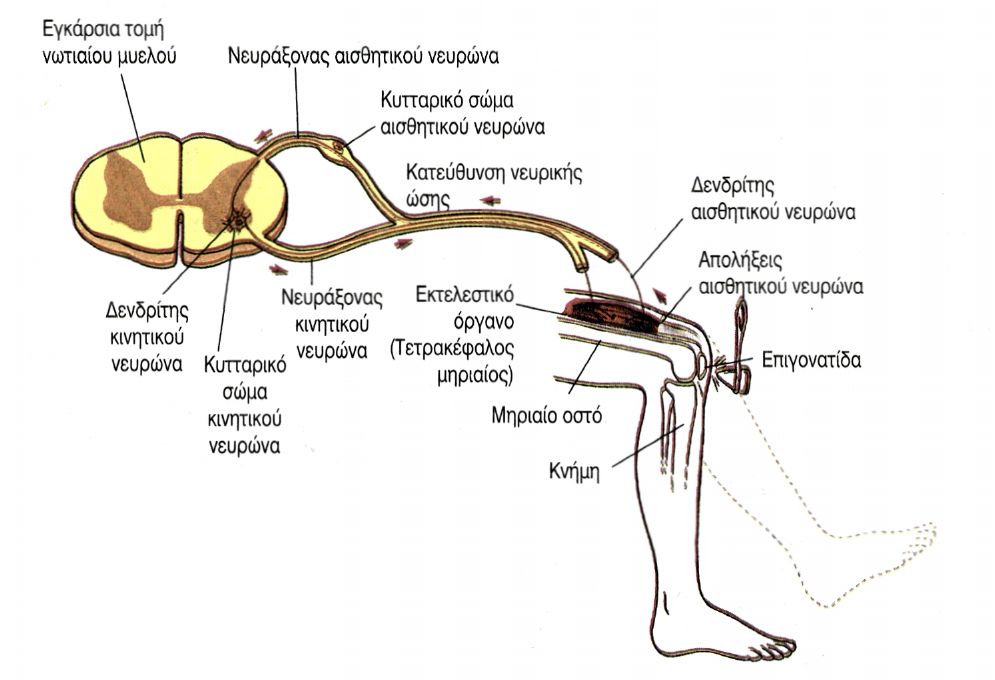 εικ. 9.9 Αντανακλαστικό γόνατου