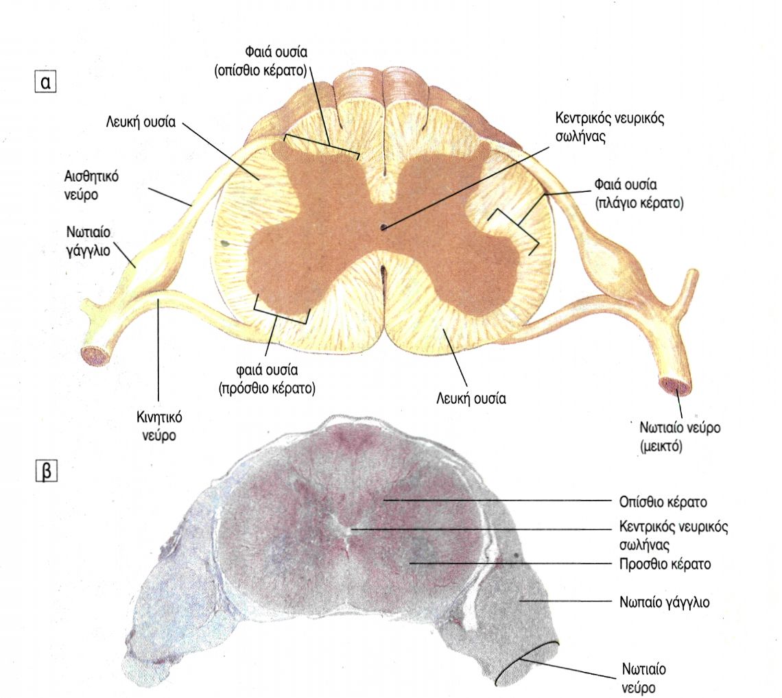 εικ 9.11 Νωτιαίος μυελός σε εγκάρσια τομή α. διάγραμμα β. μικροφωτογραφία