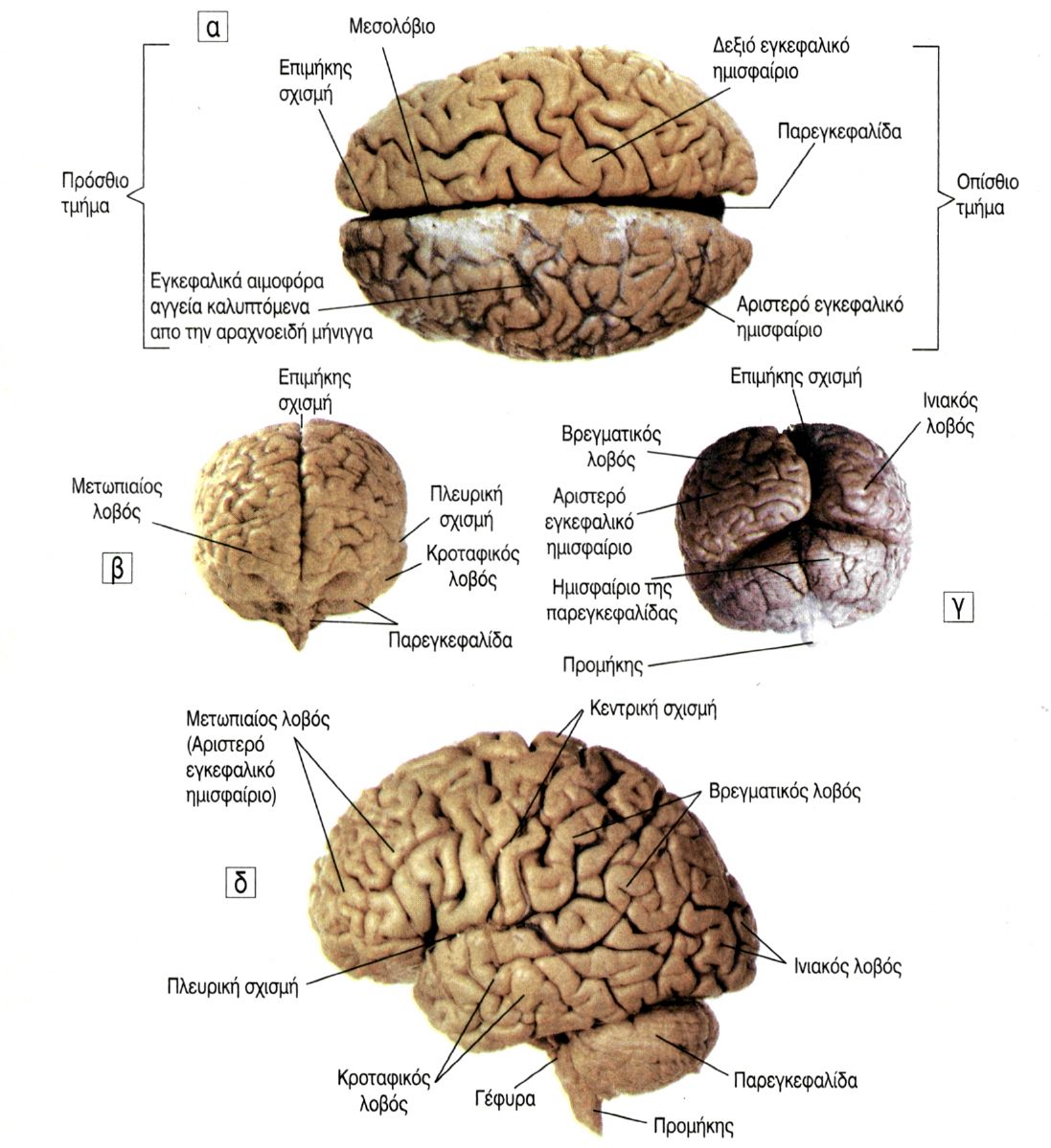 εικ. 9.13 Εγκέφαλος α. Κάτοψη β. Πρόσθια όψη γ. Οπίσθια όψη δ. Πλάγια όψη