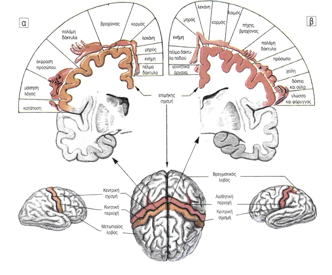 εικ. 9.14 Κινητικές, αισθητικές και συνειρμικές περιοχές του εγκεφάλου
