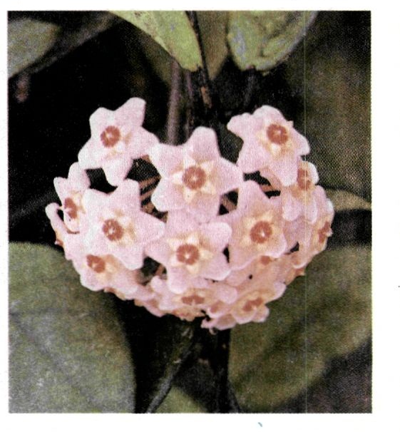 εικ. 9.16 Για την ανάκληση από τη μνήμη της έννοιας άνθος απαιτείται ο συνδυασμός αριθμού πληροφοριών όπως αυτές που αφορούν το σχήμα και το χρώμα του άνθους, το άρωμα που αναδύει, την ταυτοποίηση του συνδυασμού των γραμμάτων