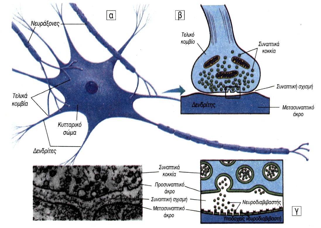 εικ. 9.5 α. Σύναψη β. Τελικό κόμβιο και μετασυναπτικό άκρο γ. Απελευθέρωση νευροδιαβιβαστή