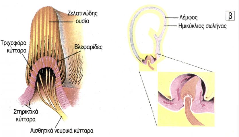 10.8 α. Ακουστική ακρολοφία β. Δημιουργία νευρικής ώσης από τη μετατόπιση της λέμφου